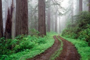 Redwood National Park, California