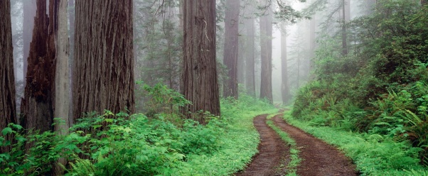 Redwood National Park, California (click to view)