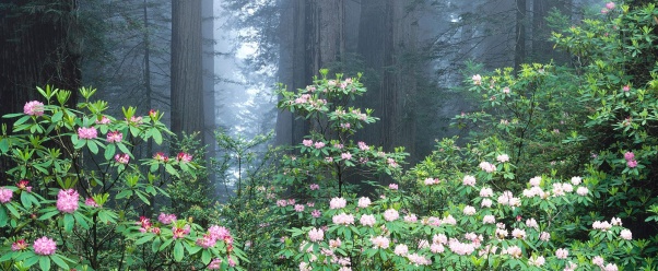 Redwoods and Blooming Rhododendrons, California (click to view)