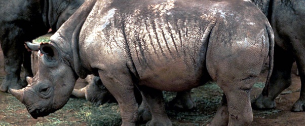 Rhino (click to view)