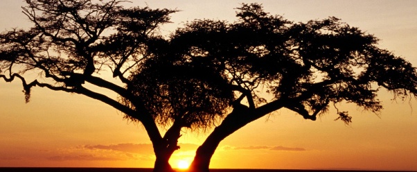 Safari Sunrise, Africa      ID 17989 (click to view)