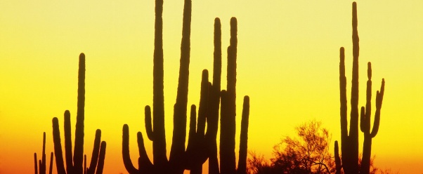 Saguaro Cactus at Sunset, Arizona    (click to view)