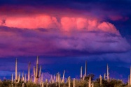 Saguaros and the Spring Storm, Saguaro National