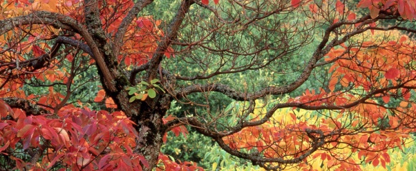 Sassafras in Autumn, Hoyt Arboretum, Portland, O (click to view)