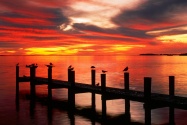 Seagulls at Sunset, Fort Myers, Florida   1600x1