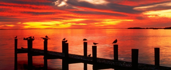 Seagulls at Sunset, Fort Myers, Florida   1600x1 (click to view)