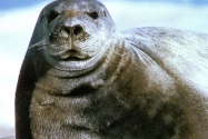 seal picture