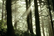 Shimmering Rays, Oregon Coast      ID 2