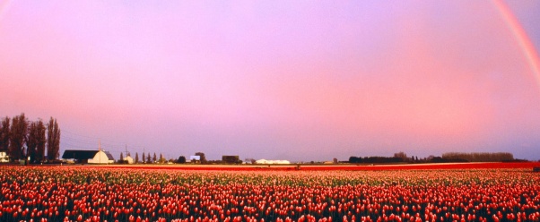 Skagit Valley Tulip Fields, Washington   1600x12 (click to view)