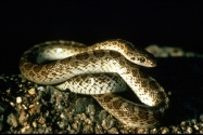 snake4
