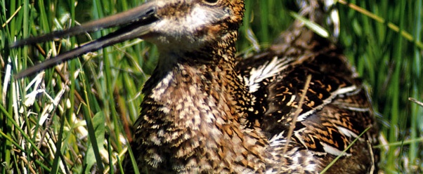 snipe (click to view)