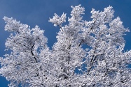 Snow Branches, Minnesota      ID 3333