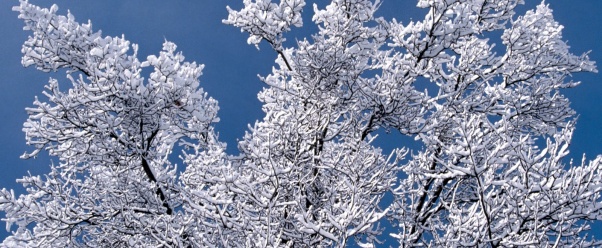 Snow Branches, Minnesota      ID 3333 (click to view)