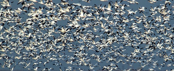 snow geese (click to view)
