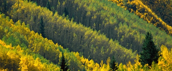 Splash of Gold, Maroon Creek Valley, White River (click to view)