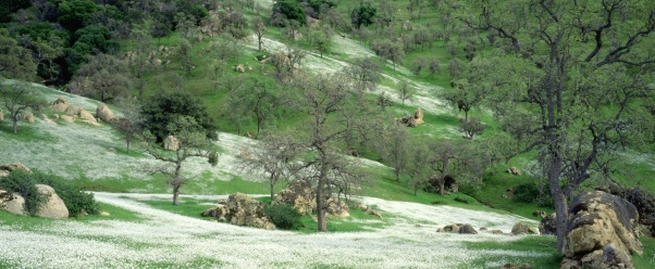 Spring Wildflowers and Oak Covered Hills, Kern C (click to view)
