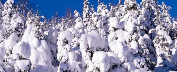 Spruce Trees Covered in Snow, Canada    (click to view)