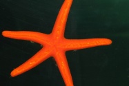 starfish picture