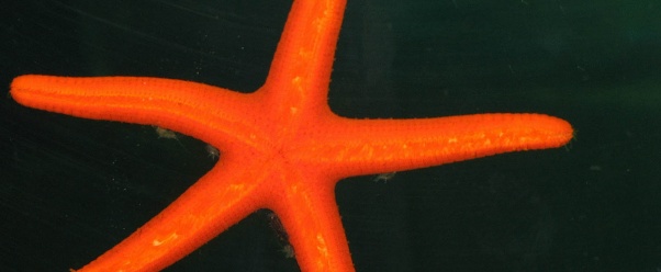 starfish picture (click to view)