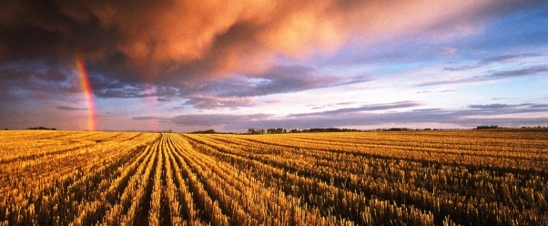 Stubble Field, Saskatchewan, Canada    (click to view)