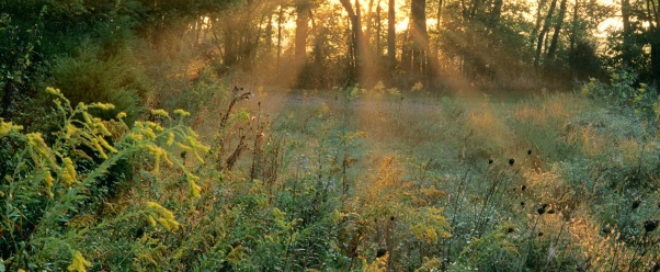 Sunbeams and Goldenrods, Edwin Warner Park, Nash (click to view)