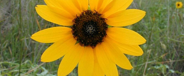 sunflower (click to view)