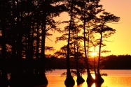 Sunset on Reelfoot Lake, Tennessee   