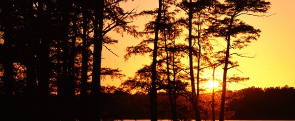 Sunset on Reelfoot Lake, Tennessee    (click to view)