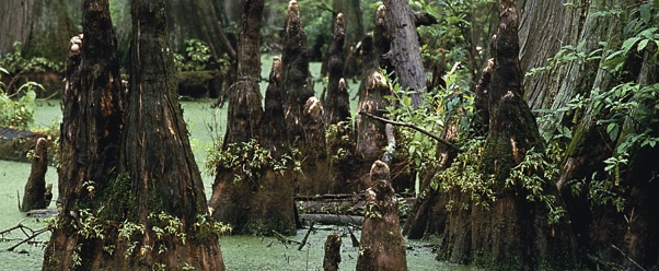 swamp (click to view)