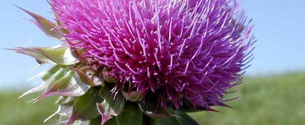 thistle (click to view)