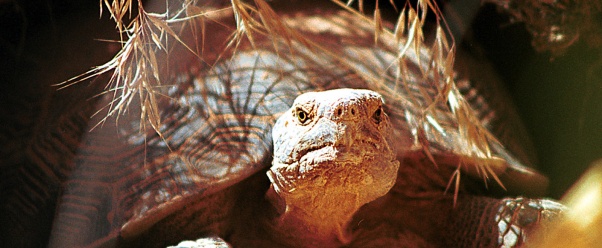 tortoise (click to view)