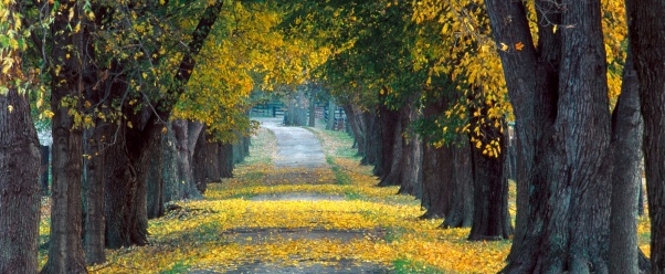 Tree Lined Roadway, Louisville, Kentucky   1600x (click to view)