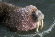 walrus image