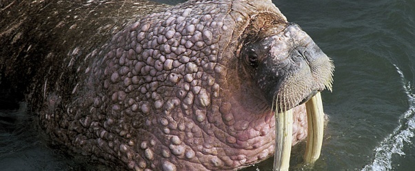 walrus image (click to view)