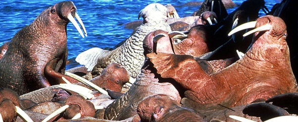 walrus picture (click to view)