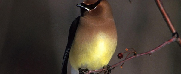 waxwing (click to view)