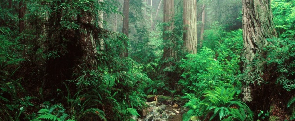 Webb Creek and Redwoods, Mount Tamalpais State P (click to view)