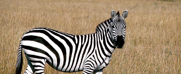 Zebra (click to view)