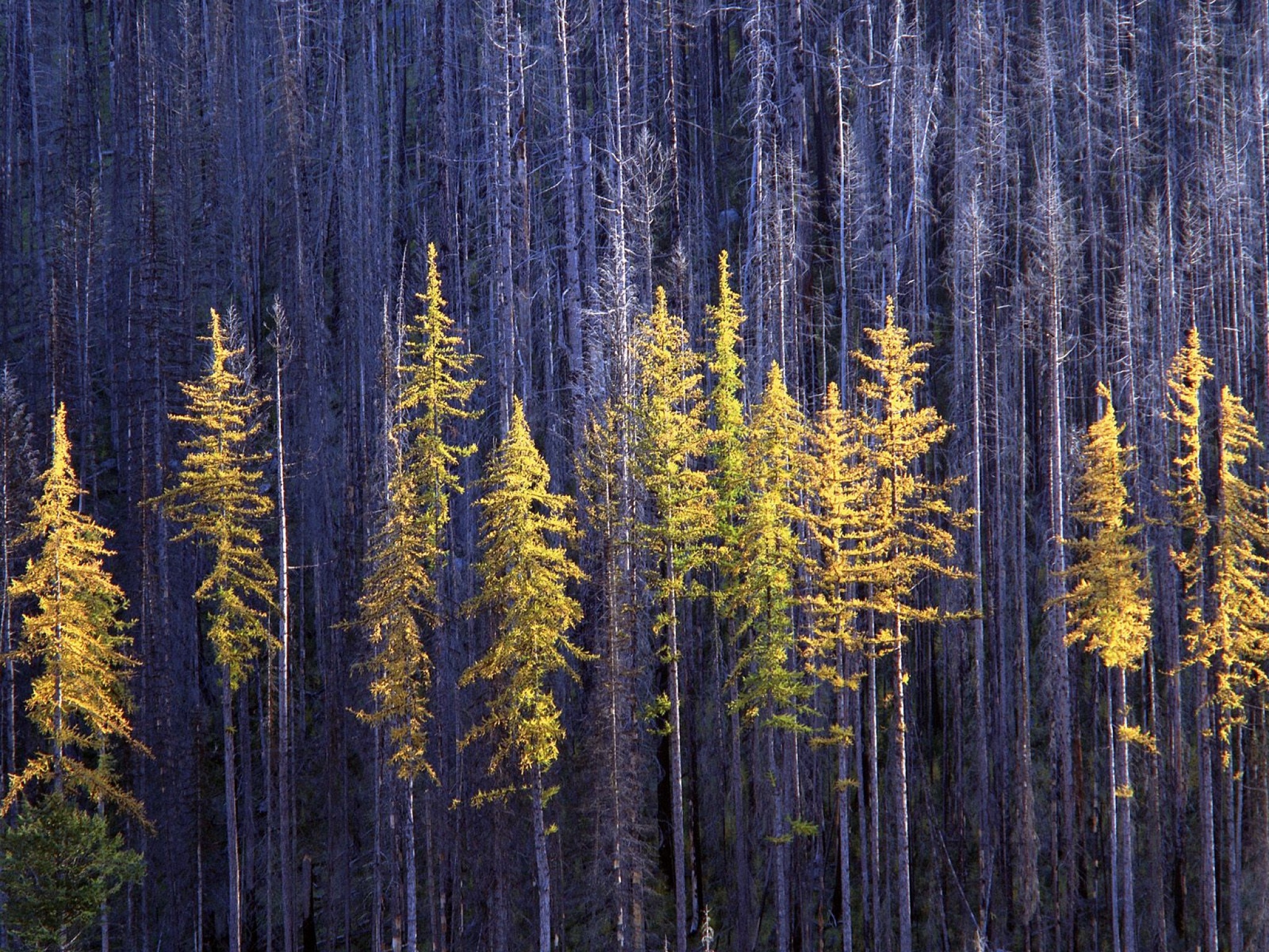 Autumn Larch Trees, Colville National Forest, Wa