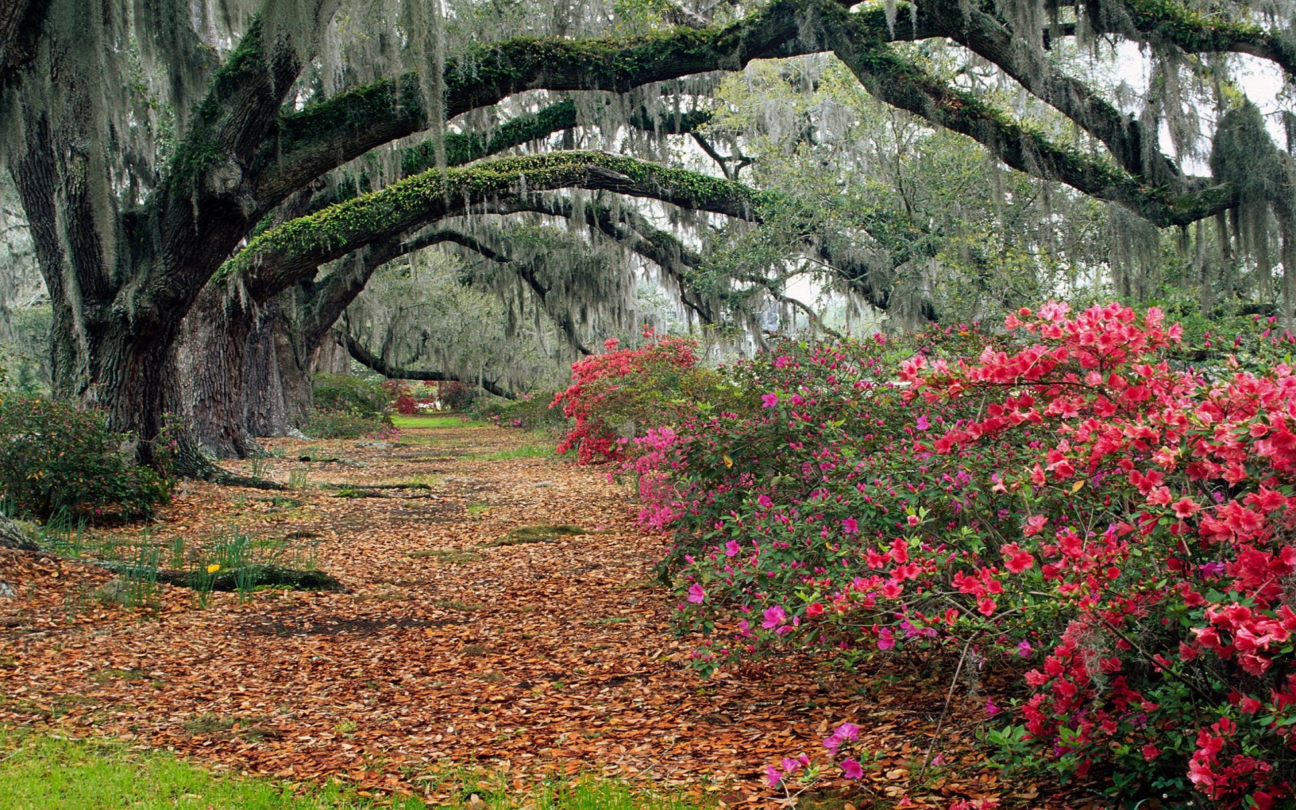 Azaleas and Live Oaks, Magnolia Plantation, Char