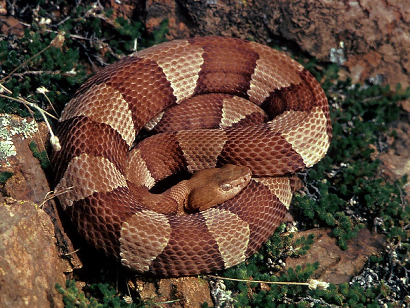 ��� �������  , ��� �����, ��� ������ ������� 2017 copperhead-800x600.j