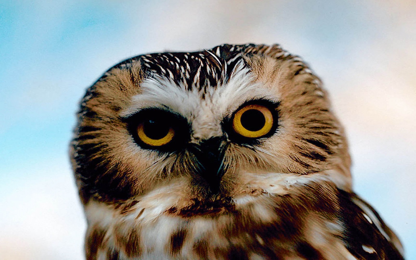 Cute Owl