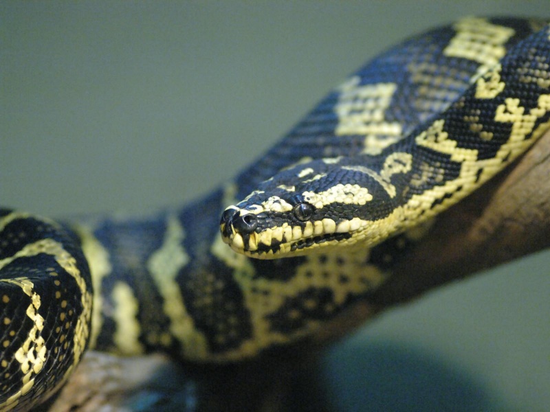 reptiles wallpapers 2017, reptiles pictures, reptiles 2017 diamond_python-800x6