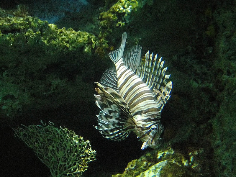 fish picture