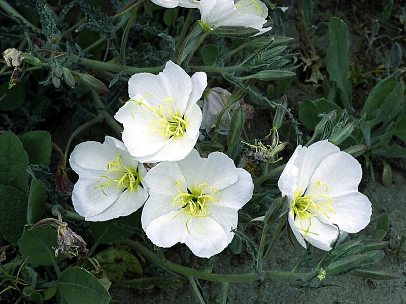 ��� ����� �������  ��� ����� �������, ��� ����� 2017 flower_photograph-80