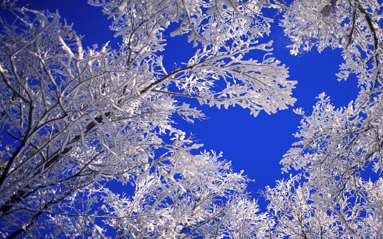 Frosted Trees, Boulder, Colorado I 1280x800 649394