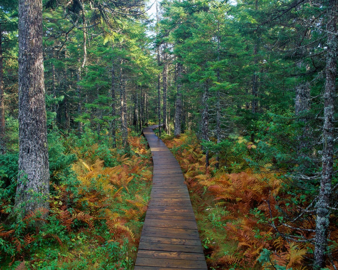 Fundy National Park, New Brunswick   
