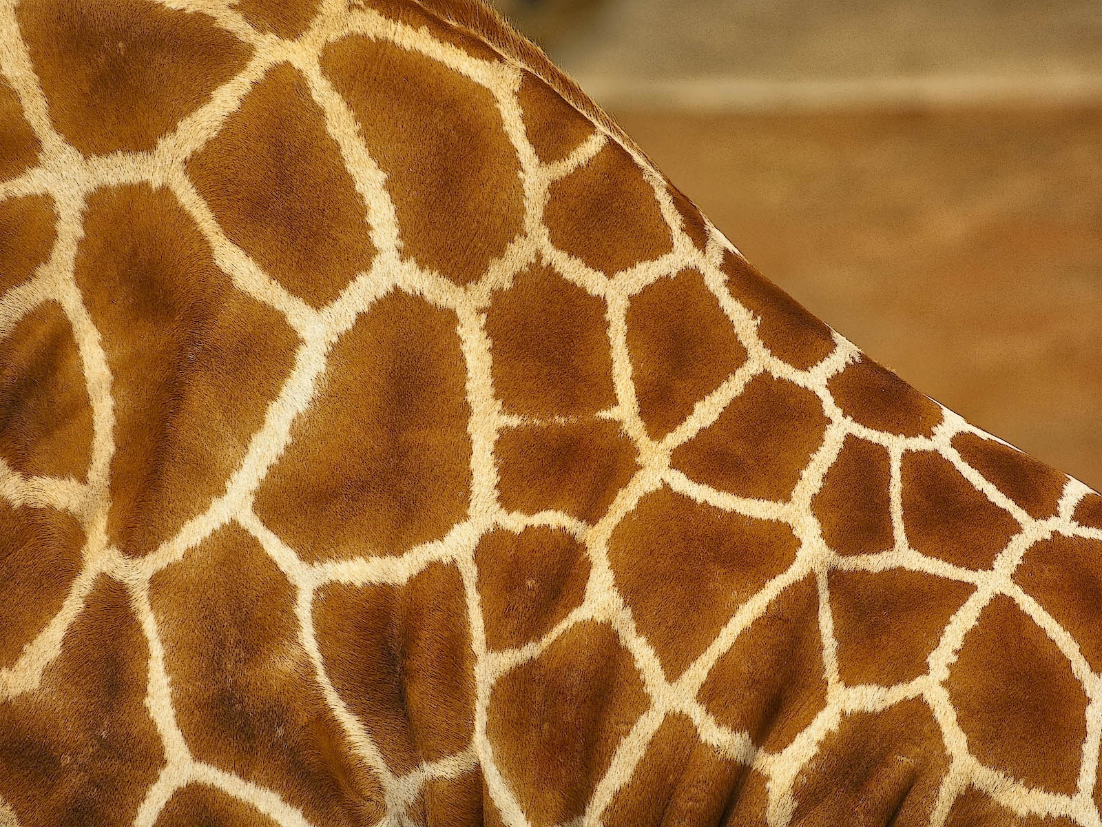 Giraffe Patterns