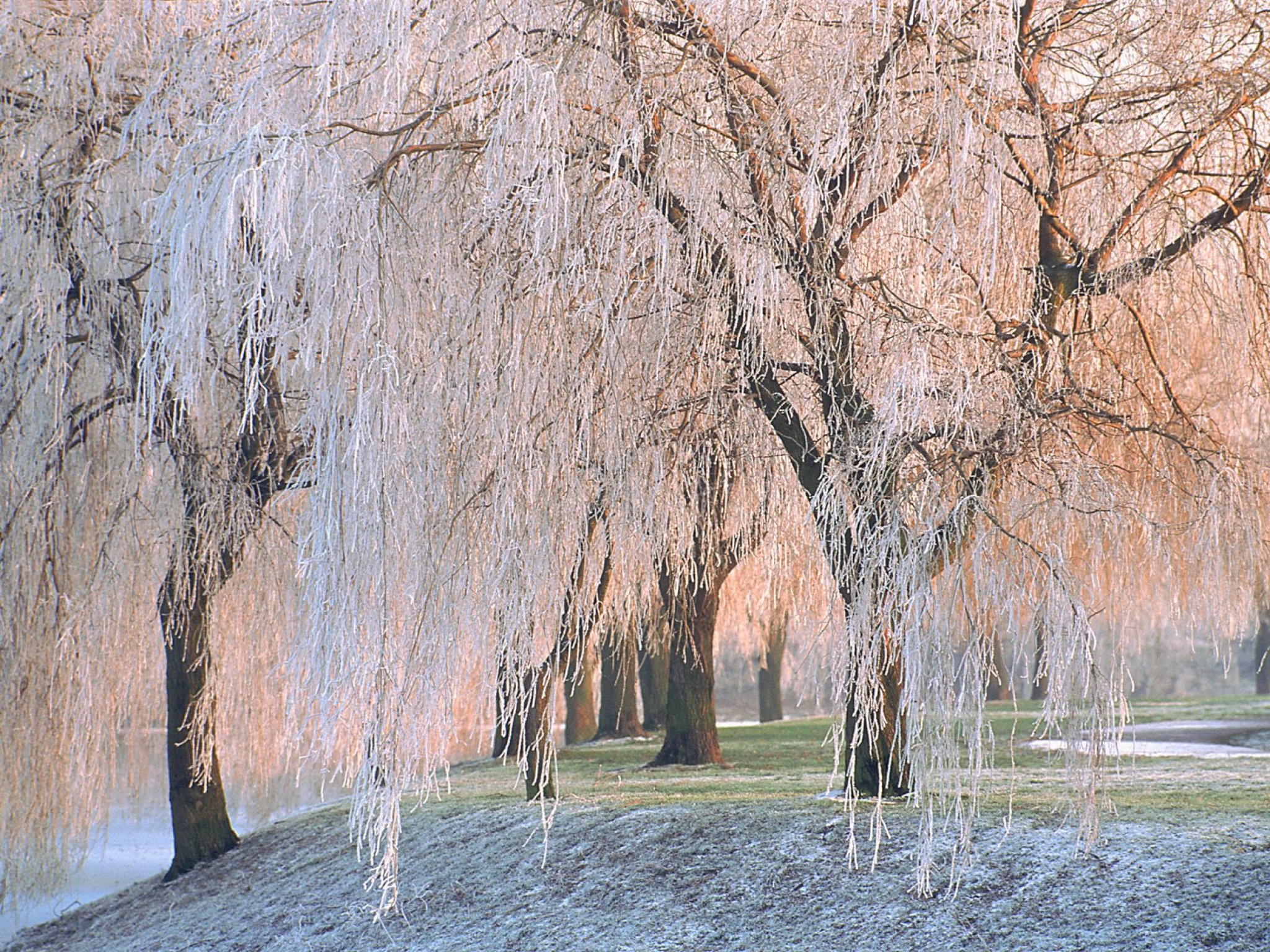 Ice covered Willow Trees      ID 43740