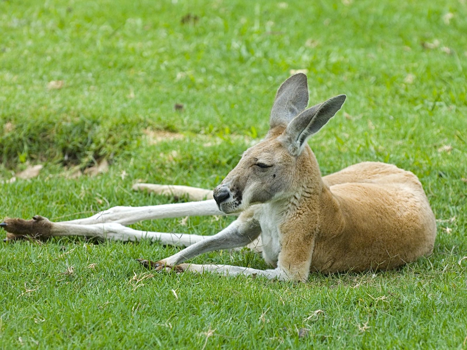 kangaroo 1600x1200 587589